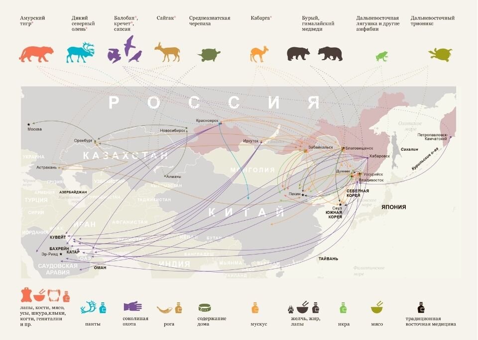 Основные направления незаконного перемещения диких животных, их частей и дериватов через российский участок таможенной границы Евразийского экономического союза. Источник: Доклад WWF «Коммерческий оборот диких животных в Российской Федерации»