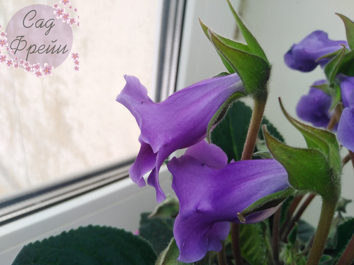 И цветы тоже