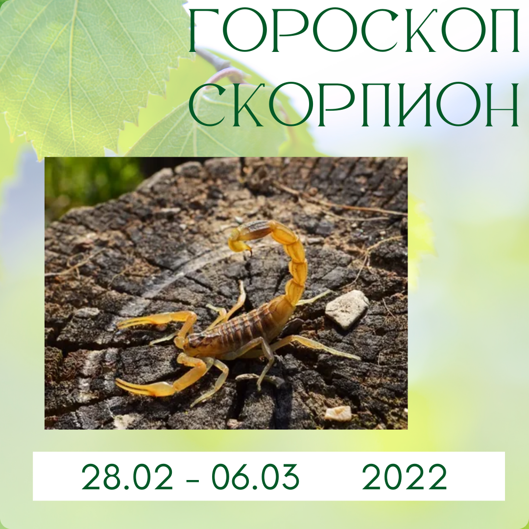 Еженедельный гороскоп для Скорпионов с 28 февраля по 6 марта 2022 года