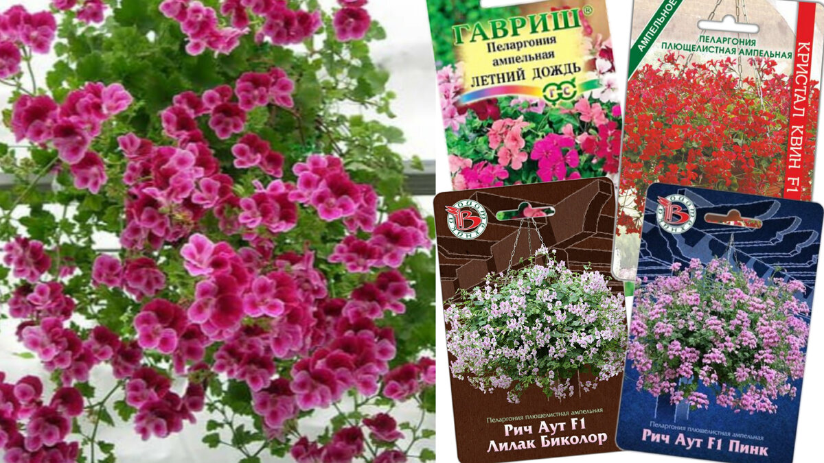 Пеларгония ничем не уступает петунии или бакопе