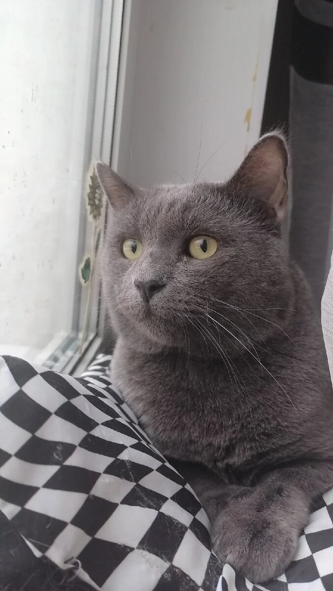 Фото из дома. Миша (Боцман)