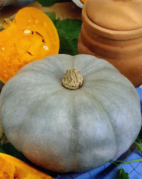 Вот такую точно тыкву нам вчера подарила наша сватья Светлана. Сделать фото мне вовремя не удалось... "Очнулась", когда уже ели с сестрой эту прекраснейшую запеченную тыкву.  Это фото из открытого доступа