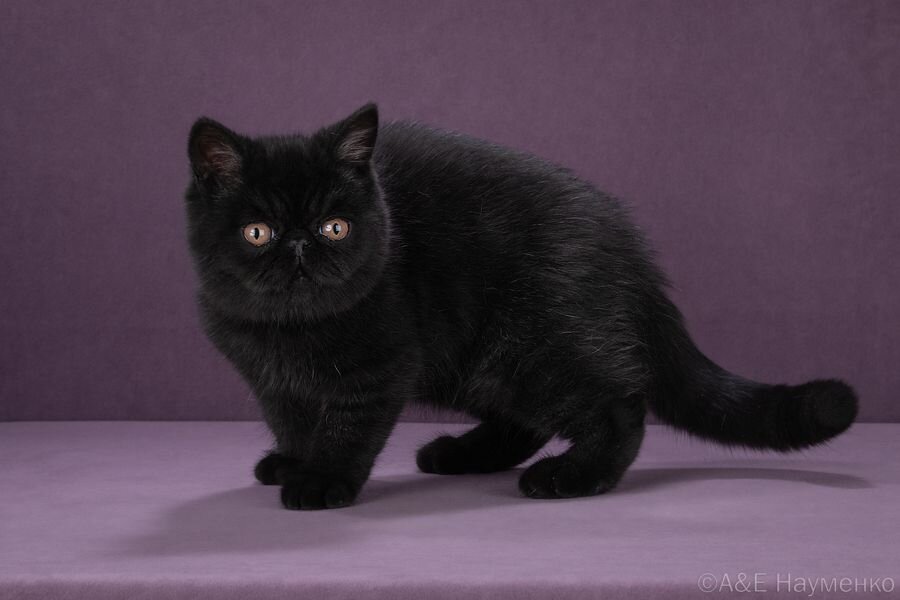 Чёрный кот#котэ#экзот#котята#москва#интересно#друг# 