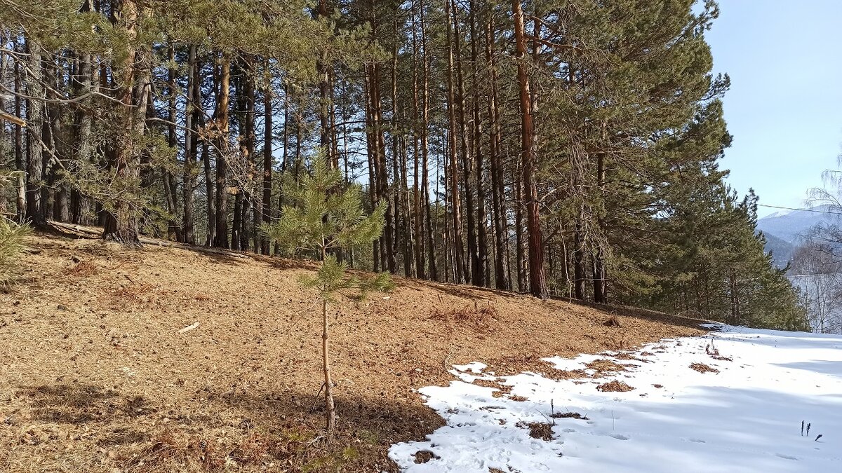 Граница снега отступает. Фото Лукашевой М.А.