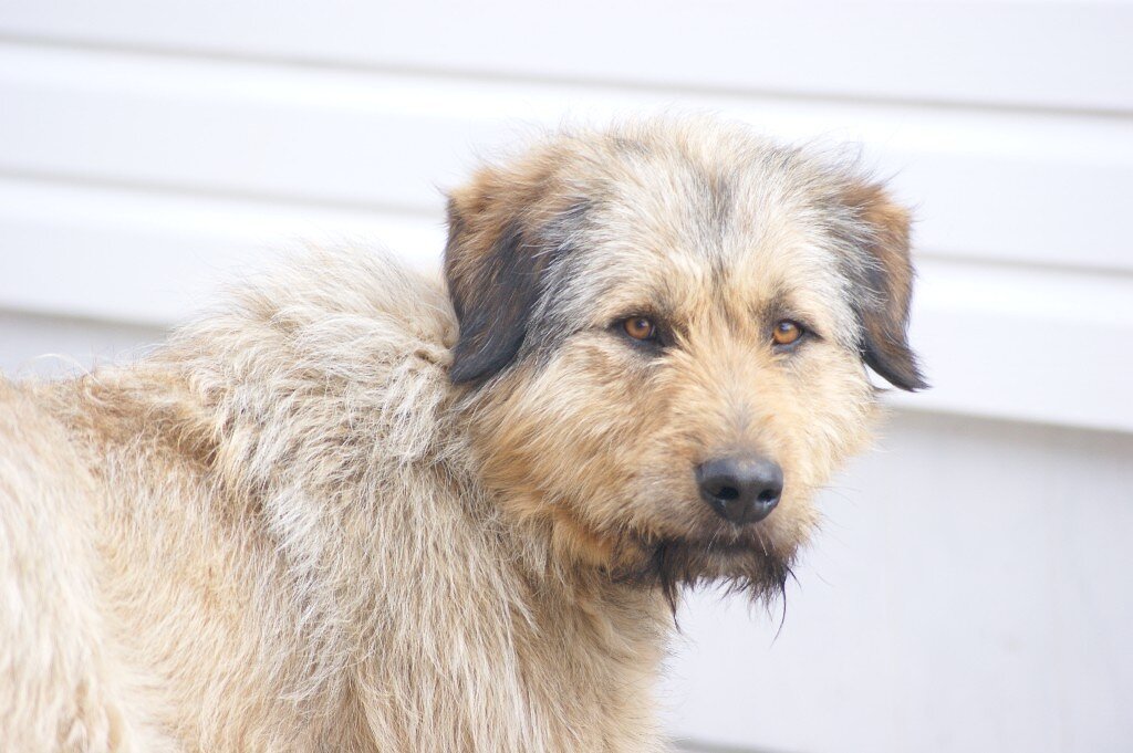 Несколько  лет   назад мы с мужем  поселились в частном доме на окраине  маленькой сибирской  деревни под названием Малый Оёш. Рядом, метрах в ста доживала свой век старая березовая роща, изрядно поредевшая и постаревшая, ставшая пристанищем горластых крупных птиц и родиной многочисленных  колоний березовых опят. В соседнем от нас доме постоянно проживает городской семидесятилетний  пенсионер по прозвищу Цыган,  с молодой, относительно его, деревенской женой Татьяной . В деревне он живет уже больше двадцати лет, прозвище свое   получил за дерзкий нрав и любовь к свободе. Оба изредка запойные, но  держат корову и кур, а на охране их хозяйства  состоит на службе пес по кличке Шарик. Очень культурный крупный  пес волчьего окраса с чувством собственного достоинства и умным, проницательным взглядом. Когда-то он был тоже, как и теперешний хозяин, городским жителем. Что уж там  произошло тогда между ними,  и  по каким причинам он оказался избитым до полусмерти и выброшенным умирать за околицу  именно нашей  деревни, никто никогда не узнает, может его  возраст  стал  виной тому или его независимый нрав.  Лежал он  в тот  день на обочине дороги   с отбитыми задними лапами, окровавленный, беспомощный, жалкий и  совсем ничей. Обнаружил его наш сосед, выходил пса и поставил на довольствие. Имя ему долго не  выдумывал, обозвал Шариком, на человечьем языке вроде бы как Ваня Иванов. Через  месяц   пес уже  стал передвигаться по двору, пугая кур,  с болью волоча задние ноги. Время лечит не только людские болячки, но и собачьи, причем   не делит их на тех или других. Когда мы впервые увидели этого  Шарика , внешне  не было заметно, что он инвалид, лишь, когда начинал быстро передвигаться, слегка  тащил заднюю  лапу.
В благодарность за то, что Цыган  выходил  пса и спас его от неминуемой гибели,   Шарик  со всей своей собачьей преданностью каждый день доказывал это  хозяину своими поступками. Первое, что он уяснил очень твердо , что  главный в деревне Цыган. А раз он главный, значит каждое его желание для Шарика  закон. (Как это похоже на  людские взаимоотношения. )
 Цыган  слыл  в деревне удачным  ходоком  за грибами и самым активным любителем подледного лова в местной речушке. Страстным любителем этих развлечений он стал не столько из-за  любви к добыче, сколько из-за возможности побыть на воле одному. Он   лишний раз  любил  понаслаждаться  красотами окружающей природы, а также  увильнуть от тяжелого крестьянского труда на усадьбе,  доверив  нести  эту тяжесть  своей Татьяне. Шарик загодя  чуял, что хозяин собирается  в дорогу и в предчувствии приятной прогулки не отходил от хозяина ни на шаг.
С появлением на дворе Цыгана столь преданного  охранника,  его усадьба  превратилась в неприступную  крепость. Кусать своих жертв Шарик,  в общем-то, и не кусал,  но своим волчьим оскалом и грозным лаем отпугивал не прошеных гостей весьма успешно, а кто этого  не понимал и все-таки пытался  проникнуть во двор, непременно  оказывался в рваных штанах. С первого взгляда он почему-то возненавидел  нашу  деревенскую почтальонку Валентину и не давал   ей прохода. Та тоже хороша,  додумалась,  проходя  мимо,  постоянно  брать  для  защиты  здоровый  дрын.  Возможно, при виде человека с палкой Шарик молниеносно  вспоминал, как оказался инвалидом, как в одночасье потерял все: и семью и работу и любовь и таким доступным образом протестовал против возможного насилия. 
С первого дня моего знакомства с Шариком у нас установились товарищеские  взаимоотношения, но дистанция между нами всегда оставалась. Он позволял чесать щеткой шерсть на спине, выстригать репей, закатавшийся в хвосте, чесать за ухом, быстро прибегал на мой зов, чтобы подкормиться, тем не менее, в свой двор свободно пройти мне не давал. Долг платежом красен - верен оставался Шарик своему Цыгану, сколько бы я его ни прикармливала, людям есть чему поучиться у  простых Шариков, как сохранить честь,  исполнить свой долг  и не потерять достоинство в  любых ситуациях.
Одна слабость не давала покоя  Шарику, он был влюблен в черненькую, юркую  сучку средних размеров,  хозяйкой которой была  депутат сельского совета, проживающая  в нашей деревне. Собачке этой  мы  дали кличку Депутатша, хотя позже выяснилось, что ее звали Дашей. При появлении около наших домов этой  девушки, Шарик просто терял голову, забывая про все на свете,   легко летел, абсолютно не прихрамывая,  за своей любовью в поля, подальше от людских глаз. В такие хмельные  минуты ему не было дела  до своего долга перед  Цыганом, любовь сносила его  собачью крышу. Вскоре  он возвращался  один на свой пост неспешным  ходом, усталый,  виноватый и  долго спал, свернувшись в клубок, у ворот своего хозяина.
Середина марта вдохнула в природу все прелести начала весны. Воздух  стал более прозрачен и текуч с особым слегка дурманящим запахом, которому  еще не придумали люди названия. День стал долгим, и солнышко уже  с утра ласкало страстно все на своем пути, а  вечером, нехотя  переваливало за горизонт.  И капель  уже  частая гостья, причем все нахальней и наглей глянцевала  дорожки во дворе, не спрашивая хозяев.  Снега во дворе за зиму накопилось прилично, пришла пора с ним насильно расстаться. В субботу   после завтрака  все, кто оказался у нас дома в этот день, вышли   на прогулку. Дети катались  с горки, лазили по сугробам, играли с Шариком, кормили его. Взрослые решили очистить двор от снега,  и  дети тут же присоединились, оставив Шарика в сторонке наблюдать за процессом. Работа спорилась, звучала музыка, горел костер, то и дело мелькали тачки, то  наполненные снегом, то порожние, нагруженные не останками зимы, а веселыми ребятишками. Настроение у всех без исключения было радостное и весеннее, вся компания с воодушевлением неистово избавлялась от зимних следов. Только Шарик недоумевая грустно смотрел исподлобья за происходящим, не понимая, зачем люди возят снег  в тачках  со двора на улицу, если он все равно скоро растает. Так пролежал он до окончания работ, снисходительно наблюдая за  глупыми людьми,  весело делающими бесполезную работу. Домой он  плелся  медленно и печально.
За зиму Шарик  как-то  сник,  пропал  огонек в глазах, шерсть  повисла клочьями, хвост как-то  неоптимистично  повис, вызывая жалость и сочувствие.  Может, причиной такого пессимистического настроения стали банальные измены его  любимой Даши со здоровым, пришлым кобелем, которые ему частенько приходилось наблюдать с болью в глазах. Он состарился    в одночасье.
Больше месяца не видно было на улице ни Шарика, ни его  коварной  сучки. Весна  уже развернулась во всю свою неистовую силу.  Уже не только  запахи  первой зелени дурманили  и будоражили,  в  воздухе витало  нечто  волшебное,  пробуждающее уснувшие за зиму чувства не только людей, но и всего живого. Не стал исключением и  мой товарищ Шарик.  Это  нечто волшебное как рукой сняло    с него хандру и обиды, опять вернулась к нему былая удаль. Шарик или забыл или простил свою подружку, опять начал бегать с ней в поля, возвращаясь  оттуда хмельным, молодым и веселым.



 Никто   не знал и никогда не узнает, сколько  псу  лет,  какой он породы, кто его родители, где его родина . А я знаю, кого он   по-настоящему любит и знаю, что любовь творит чудеса.

