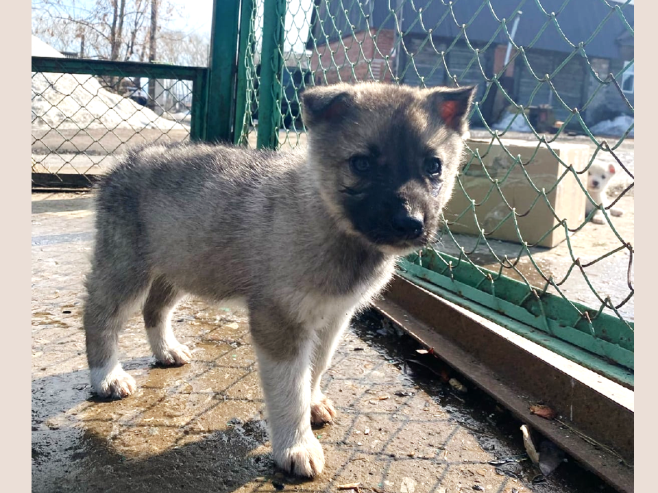 в их глазах нет безмятежности. Щенки уже поняли всю суровость жизни