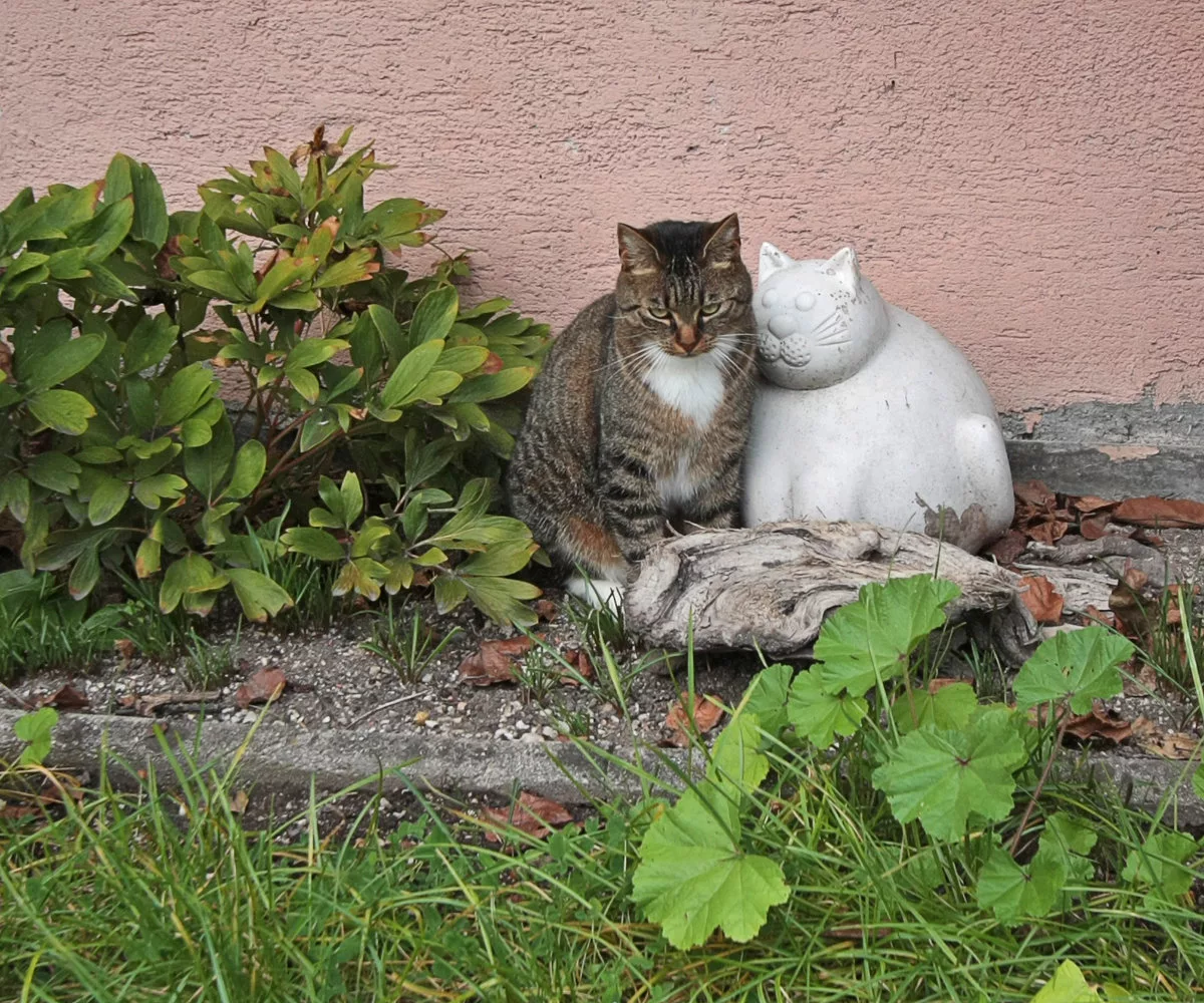 🐱Как защитить кошку от блох и клещей | Нос, хвост, лапы | Дзен