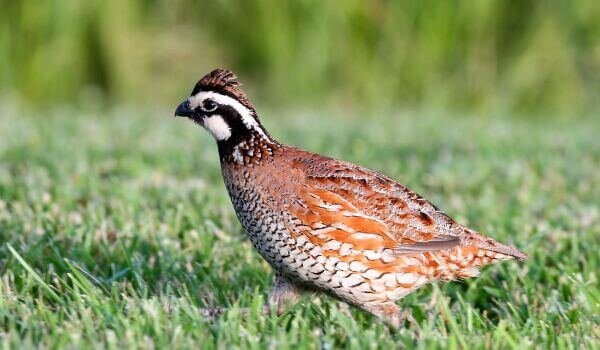 Фото: Птица перепёлка