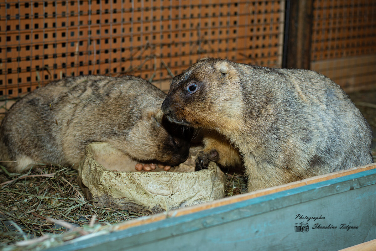 Байбаки Сережа и Наташа полдничают