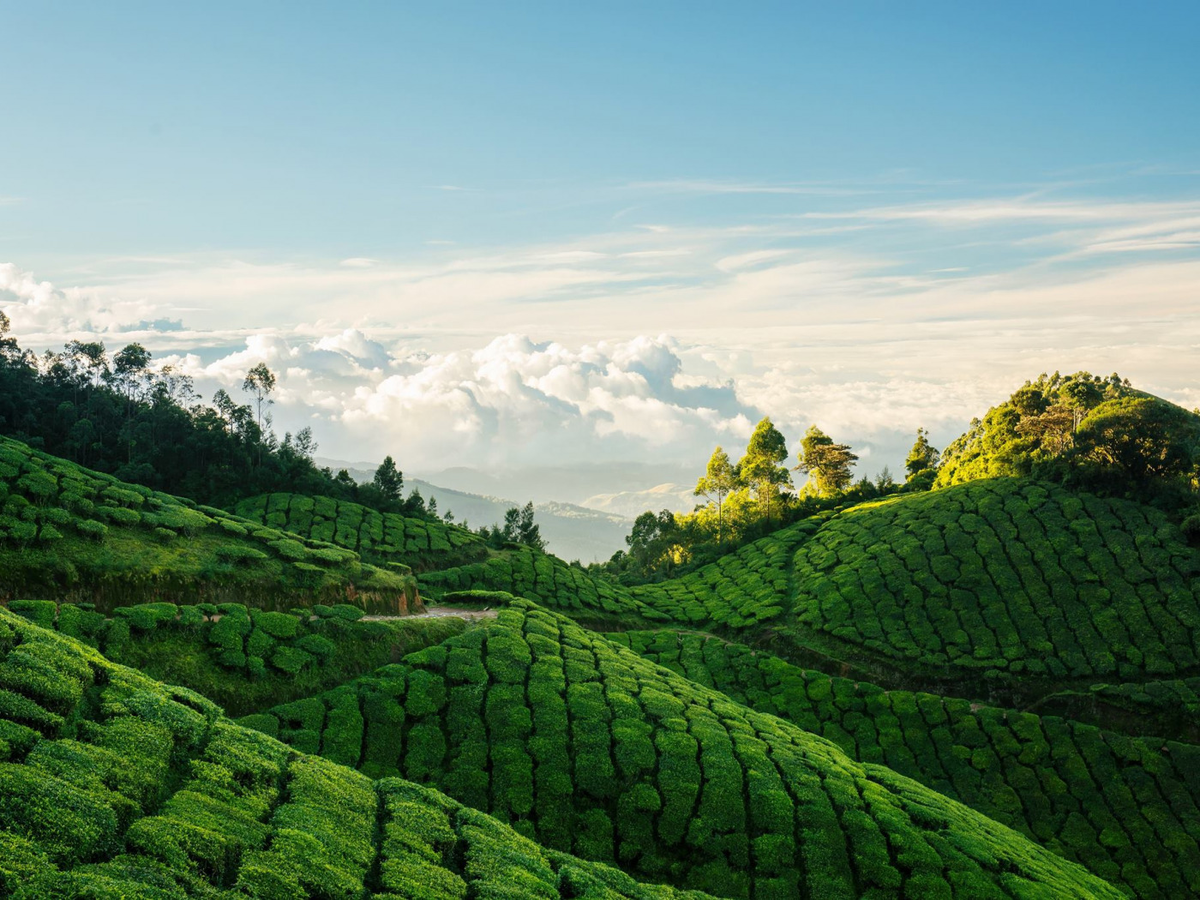 Шри ланка поля. Муннар Керала. Керала чайные плантации. Муннар чайные плантации. Плантации чайные плантации Индии.