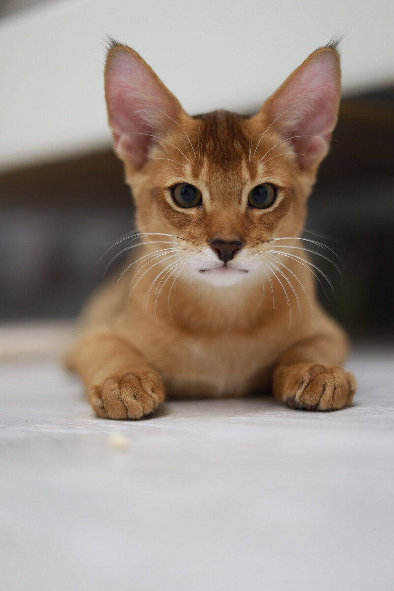 Котенок Бьорн породы Чаузи ф2 ( внук дикого камышового кота «болотной рыси) 2 месяца