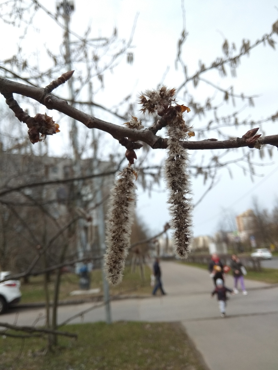 Серёжки осины