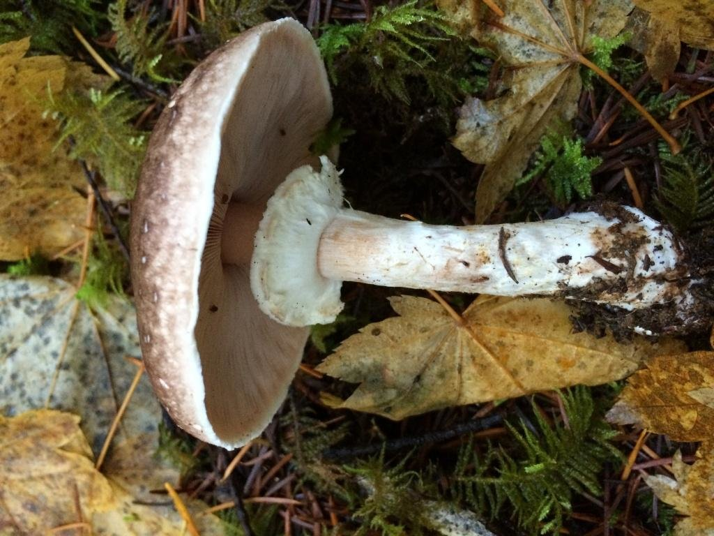 Шампиньон лесной. Гриб шампиньон Лесной Благушка Agaricus silvaticus. Лесной шампиньон Благуша. Шампиньон Лесной Благушка съедобный. Гриб шампиньон Лесной фото.