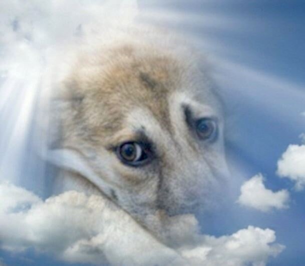 Этот случай тоже основан на реальных событиях. Совсем недавно мне рассказала об этом моя сотрудница. Дело происходило на севере Москвы. Моя коллега стояла и ждала автобус недалеко от станции Ховрино. В то время платформы Грачёвка не было. Стояла она на стороне платформы, а через дорогу находилась заброшка, не буду называть, многие её помнят. Там ещё неподалеку находится Грачёвский парк. Погода солнечная,  несмотря на осень. Кружил лёгкий листопад и моя коллега обратила внимание, что на той стороне, где находилась она, бегала очень довольная маленькая собака. Было даже непонятно: домашняя она или живёт на улице. Собака очень радовалась жизни: она прыгала, играла с листвой и улыбалась абсолютно всем своей собачьей улыбкой. Практически сразу на противоположной стороне появляется вторая собака. Наконец, они увидели друг друга. Та собака, которая была на стороне Грачевского парка, переходит дорогу и они начинают радоваться жизни: вместе прыгать и радоваться друг другу. Та собака, которая пришла со стороны парка, на собачьем языке пытается объяснить той собаке, которая находилась на стороне платформы, что лучше пройти в сторону парка. Там интереснее, там больше травы и листвы и вообще там намного интереснее. Собака, которая пришла со стороны парка, смогла это объяснить собаке со платформы и они решили перейти на противоположную сторону, на сторону Грачёвки. Собака, которая перебежала дорогу со стороны парка, перебежала проезжую часть опять очень удачно.  А та вёселая собака приняла приглашение и тоже попыталась перебежать проезжую часть. Но это была не самая лучшая идея. Она не смогла перейти дорогу и, совершенно неожиданно, её переезжает тяжёлый грузовик. Раздался хлопок, грузовик уехал дальше. А моя сотрудница с ужасом увидела, что собака лежит мёртвая. Ведь буквально доли секунды назад она радовалась жизни, она прыгала, она любила эту жизнь и сейчас она лежит неживая. Очень многие не верят в этот рассказ, но моя коллега  увидела  то, чего не все могут увидеть: от собаки, которую сбила  машина, поднялось облачко совсем маленькое и растворилось в воздухе. Многие рассказывают, что, когда умирает живое существо, душа покидает тело и, вполне возможно, что эта душа покинула собаку, которая несколько секунд назад радовалась вместе с собакой хорошей погоде, радовалась листопаду, прохожим и вообще радовалась тому, что он живёт. И жизнь её закончилась буквально за какие-то доли секунды. Та собака, которая хотела пригласить, уже погибшую собаку, на сторону парка, перебежала дорогу, подошла, положила голову на её бездыханное тело. Она попрощалась со своей подругой или другом, это неизвестно и убежала обратно в парк. И точно также, как в одном из моих рассказов про рыжего питбуля, буквально моментально появился дворник с широкой снежной лопатой почему-то то в это время года, когда лопата снежная не нужна, закинул собаку, точнее её бездыханное тело той собаки, которая буквально недавно радовалась жизни на лопату и выкинул вместе с мусором в контейнер. Это радостное существо которая, было живым несколько минут назад, просто превратилась в мусор.