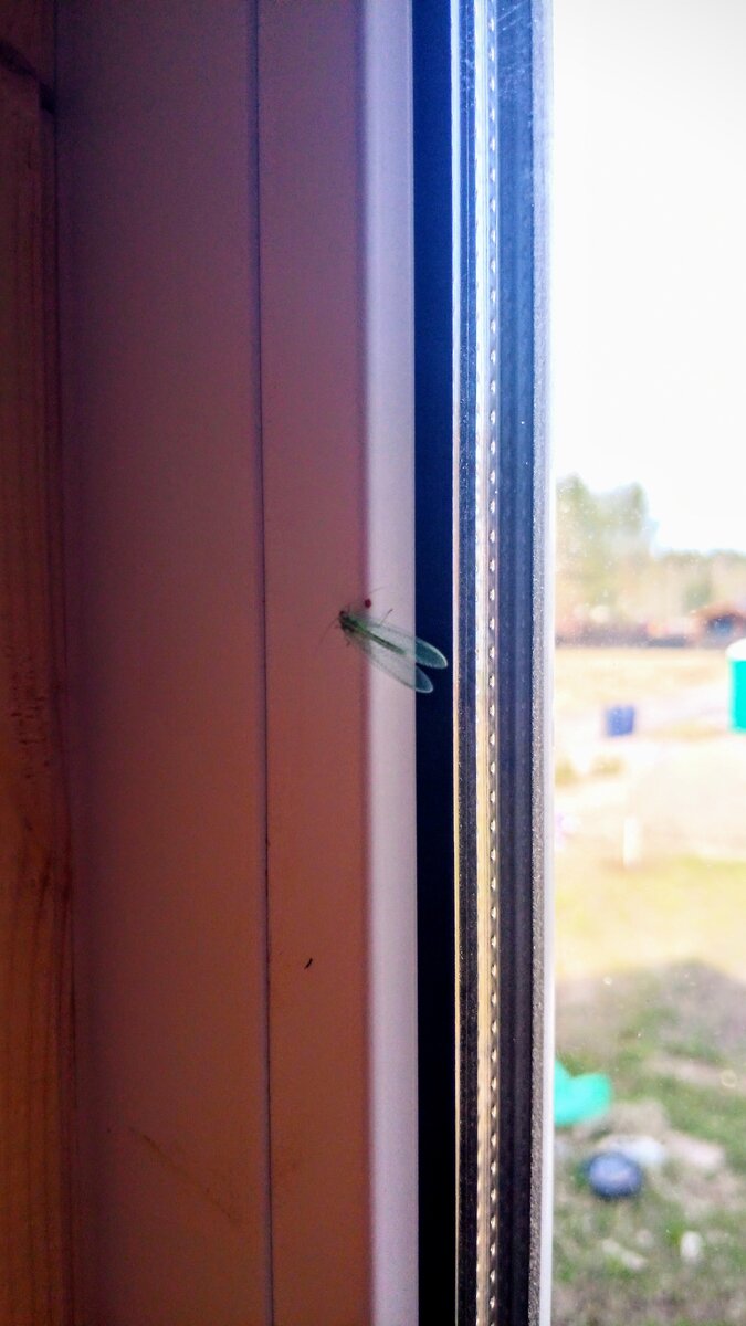 Златоглазка