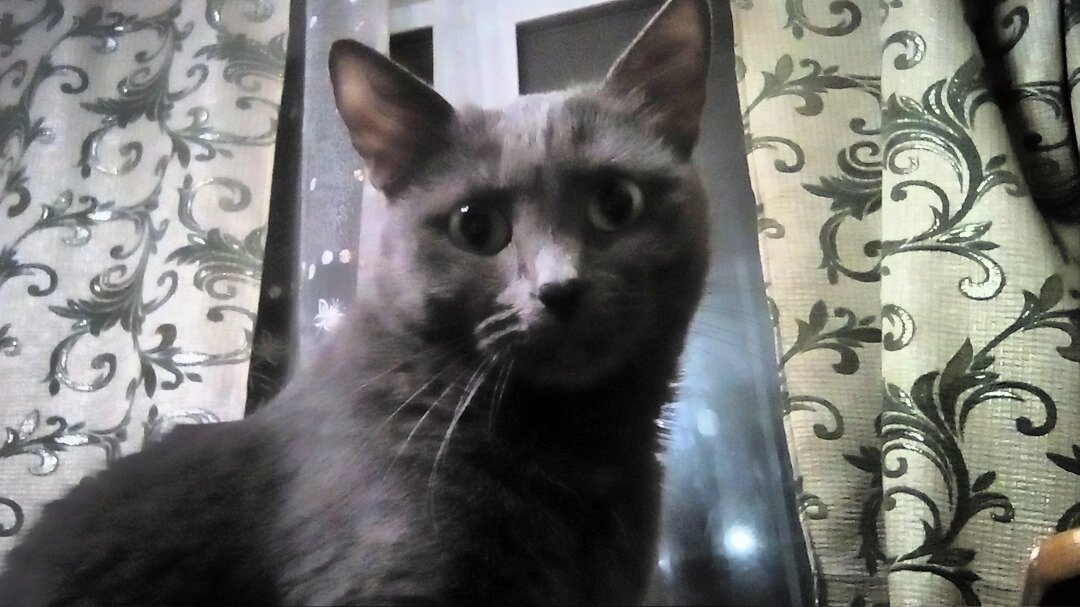 Наша Муся породы голубая