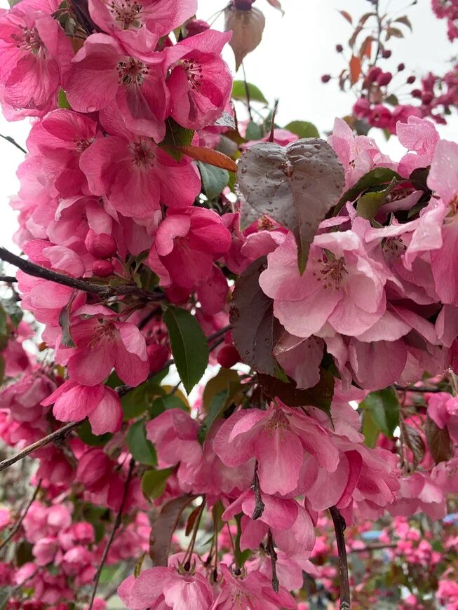 Фото Аллы Анискиной.  Яблоня. 