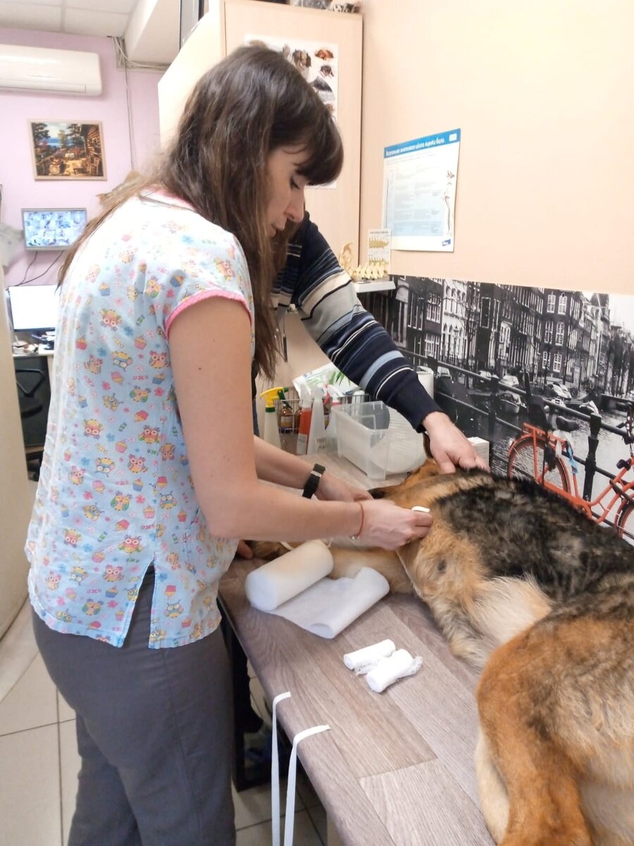 Ее расстреляли физически, но не смогли расстрелять ее преданность к  человеку. Мэри. | Город преданных собак 73 | Дзен