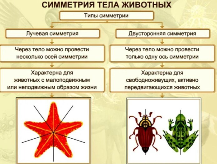 Симметрия тела животных кратко. Типы симметрии. Виды симметрии животных. Виды симметрии картинки. Типы симметрий в животном мире.