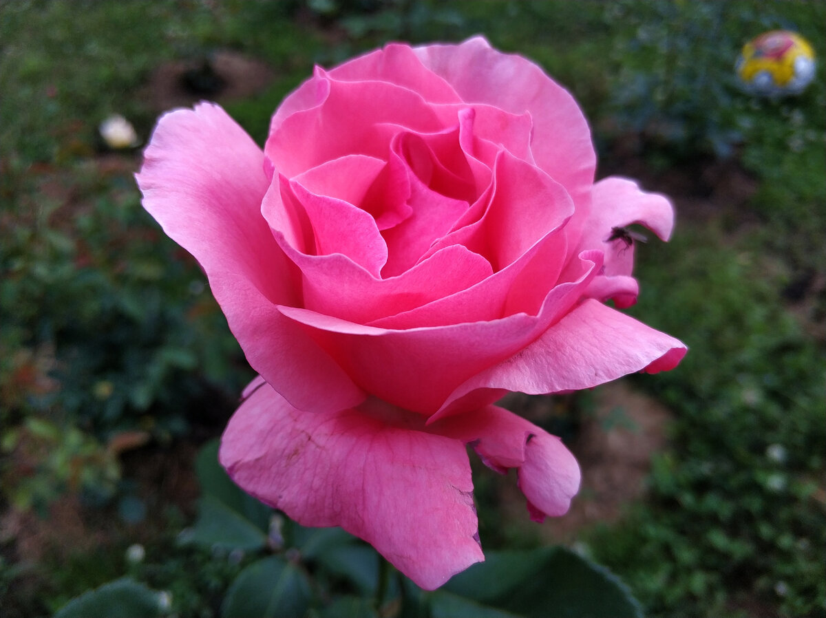 Розовая красавица