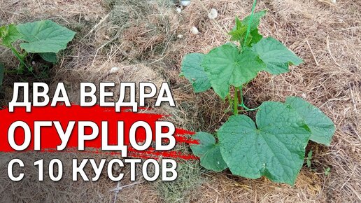 Два ведра огурцов с 10 кустов | Секрет обильных урожаев огурцов