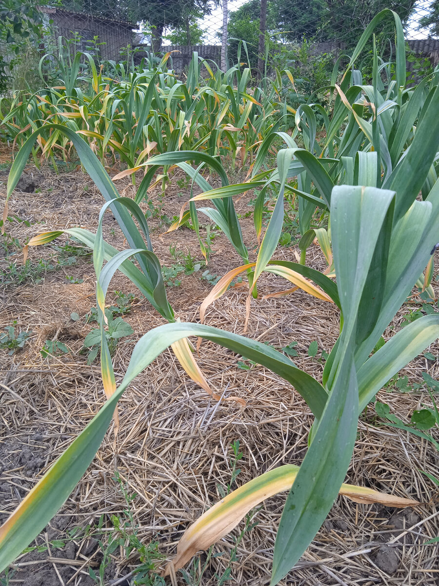 На переднем плане грядка лукочеснока, на заднем - обычный (я думала, что он обычный!) 