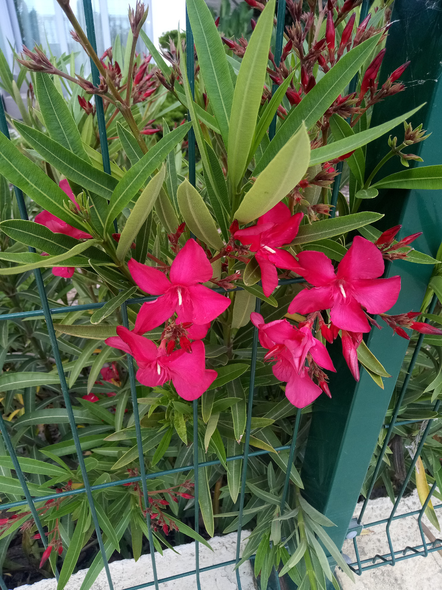 Так цветет олеандр в Лоо 