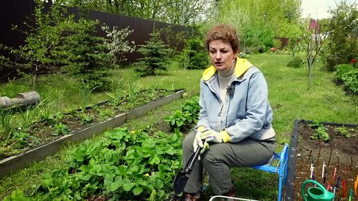 ТАК ВСЕ УСЫ КЛУБНИКИ ТОЧНО ПРИЖИВУТСЯ . Размножение клубники и земляники