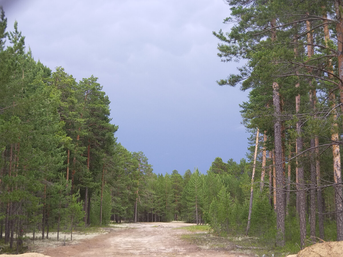 Туча из-за леса.