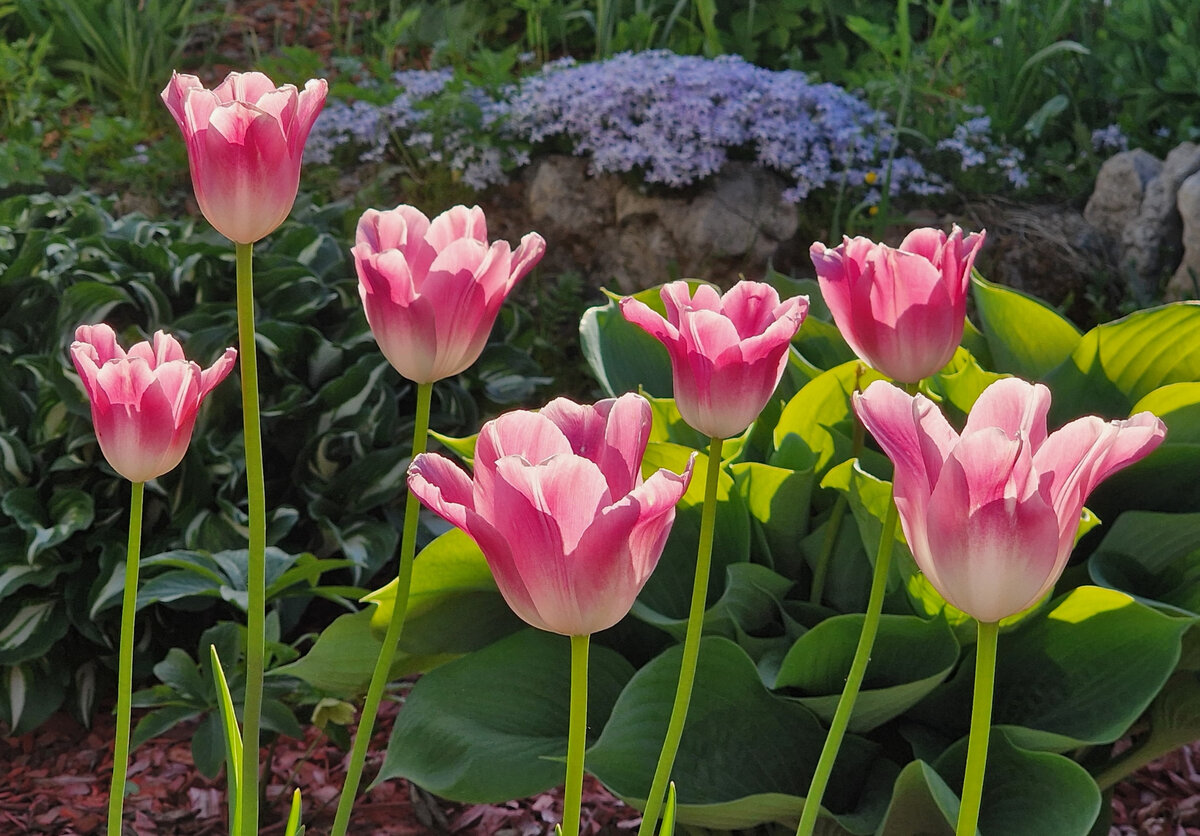 Мои последние доцветают... 8 июня. Здесь и далее фото автора.