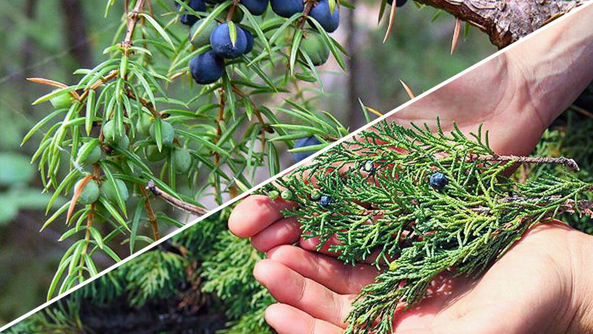 Juniperus pseudosabina - Image of an specimen - Plantarium