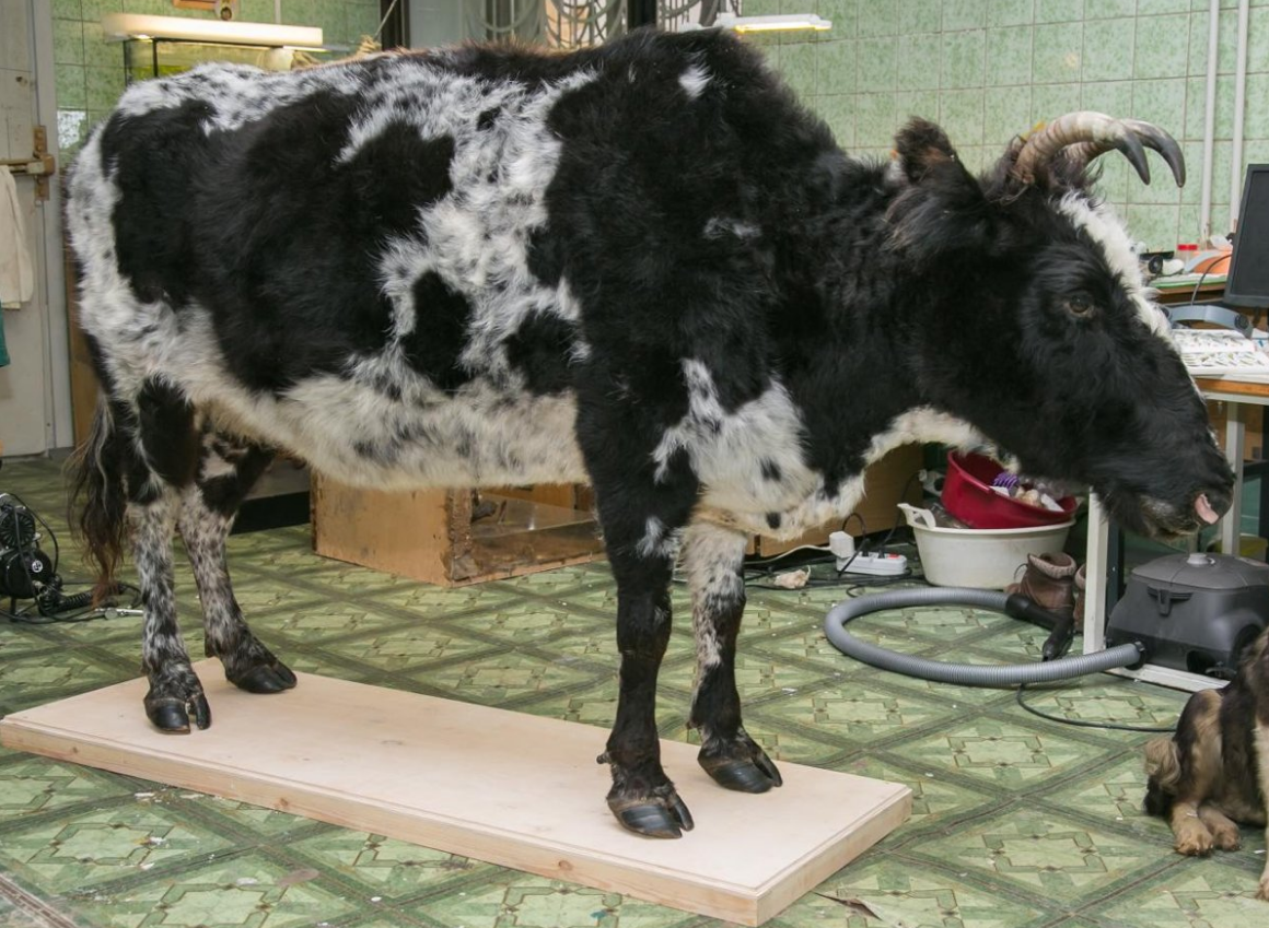Чучело якутской короны, изготовлено таксидермистом Иннокентием Павловым, 2015 г.