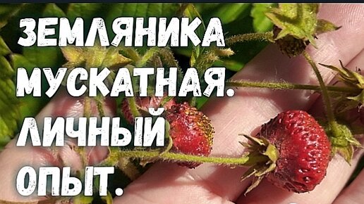 Земляника мускатная. Незаслуженно забытая.