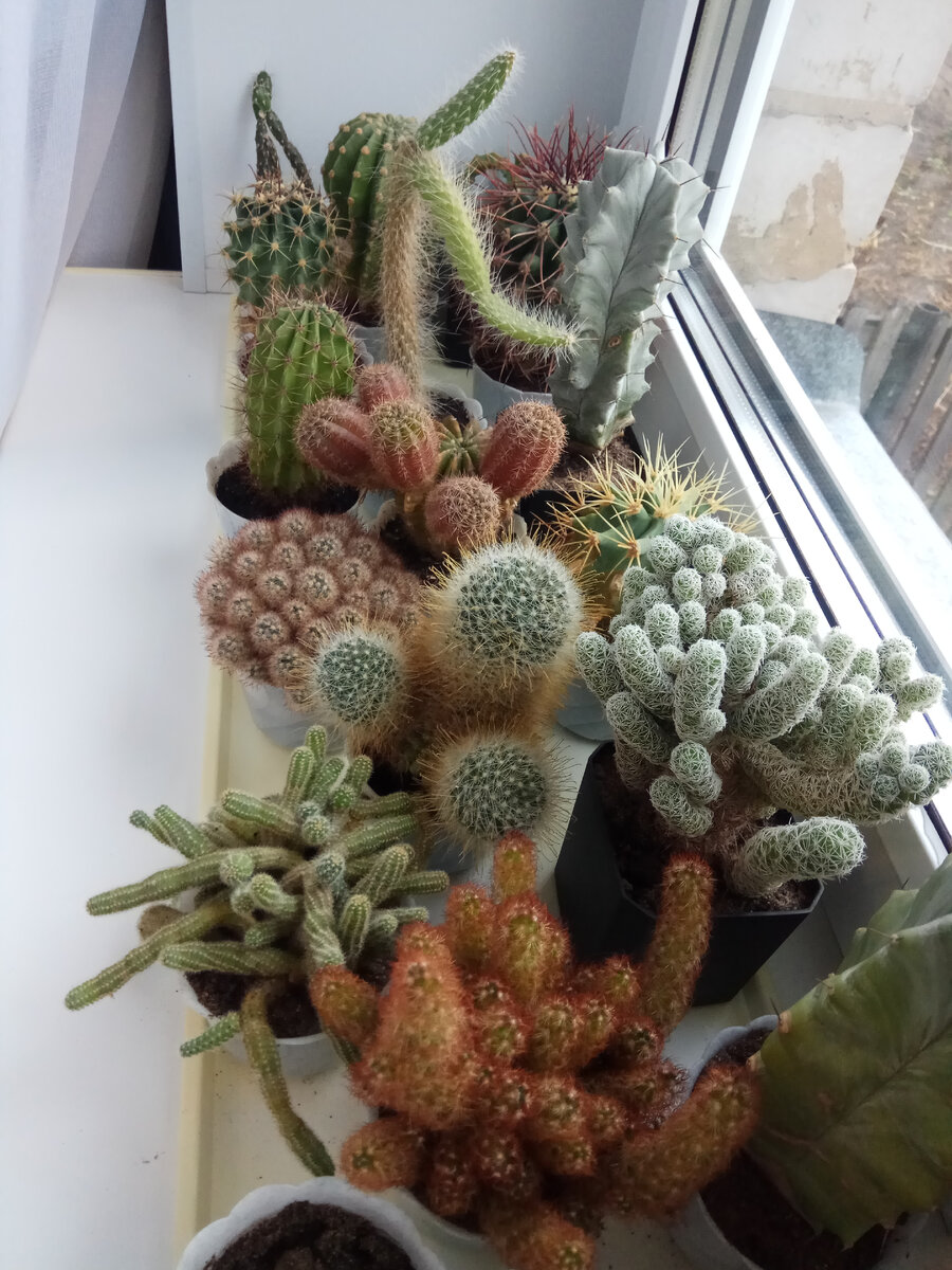 Тот самый подоконник