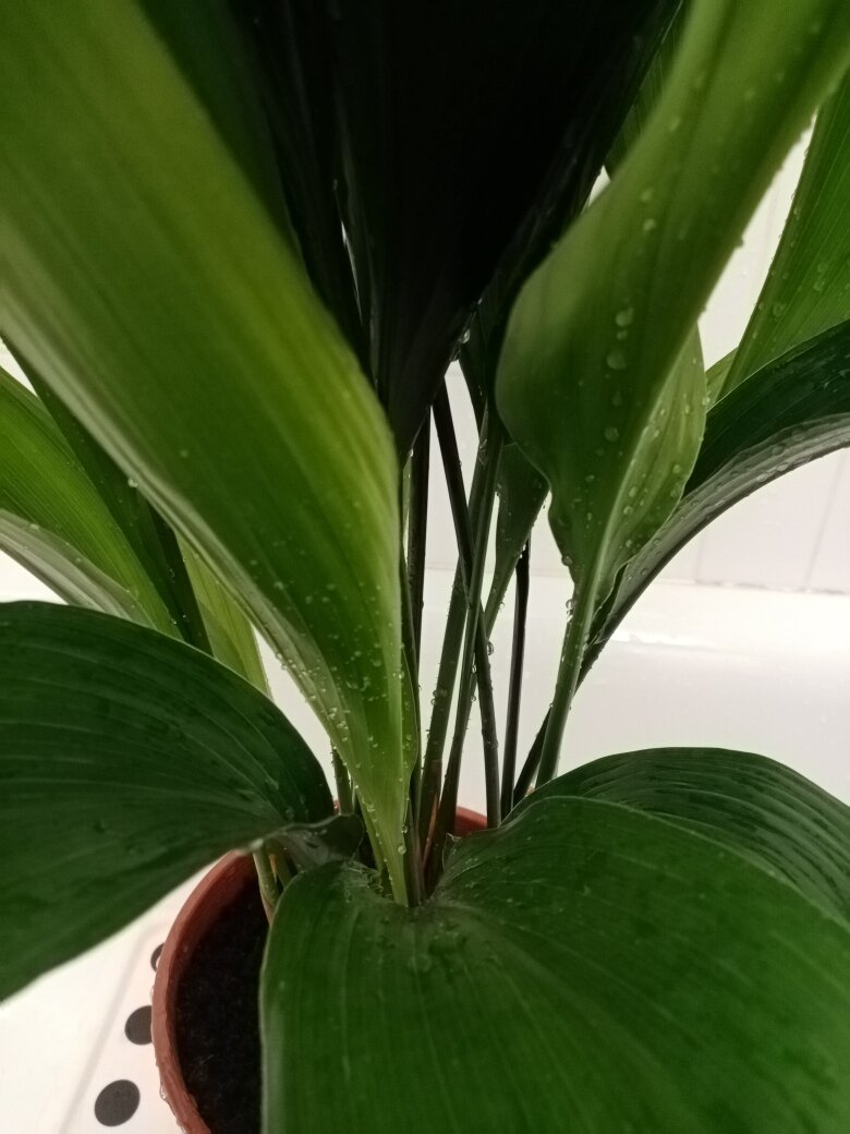 Ну согласитесь же, невыразимая красота. Фото автора.