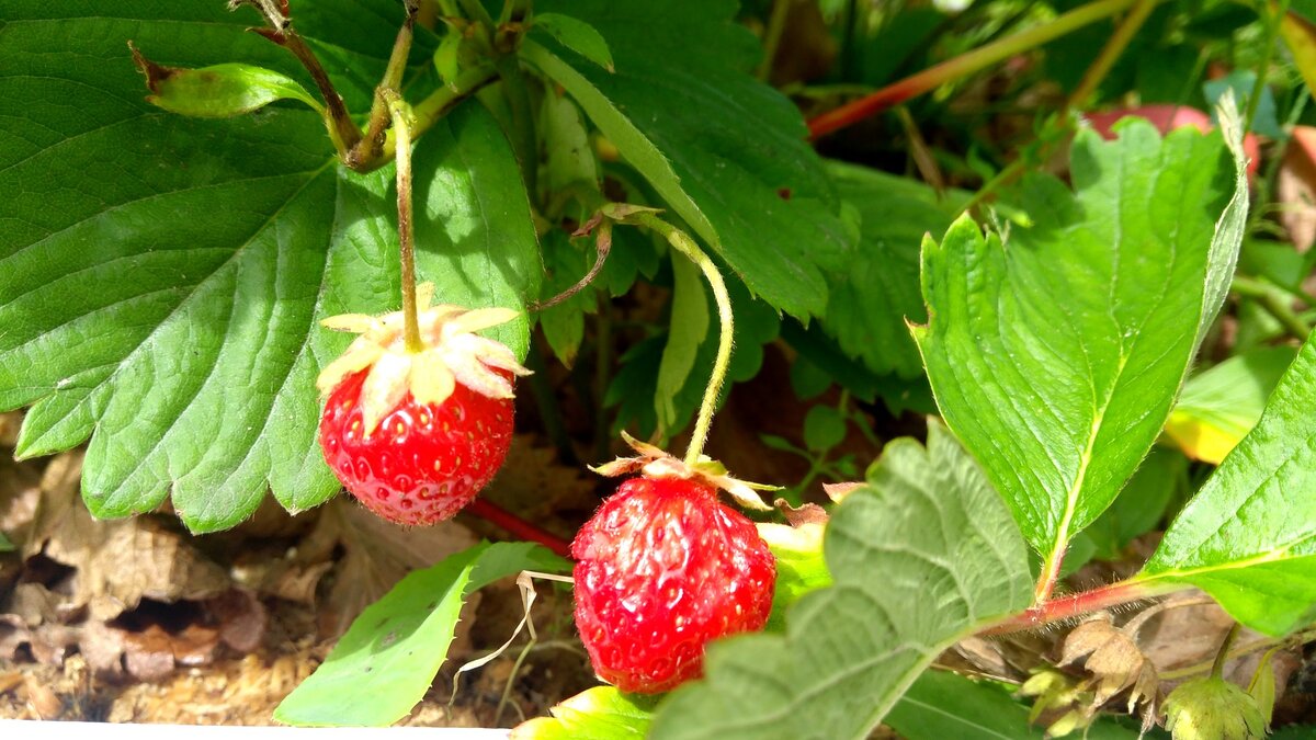 Ягоды с дачного участка