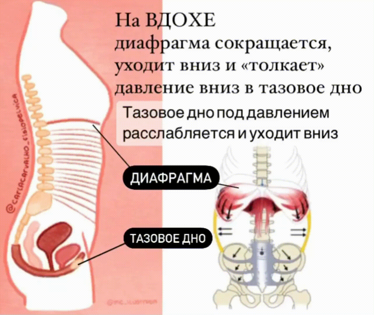 На вдохе внутрибрюшное давление «давит» вниз в тазовое дно