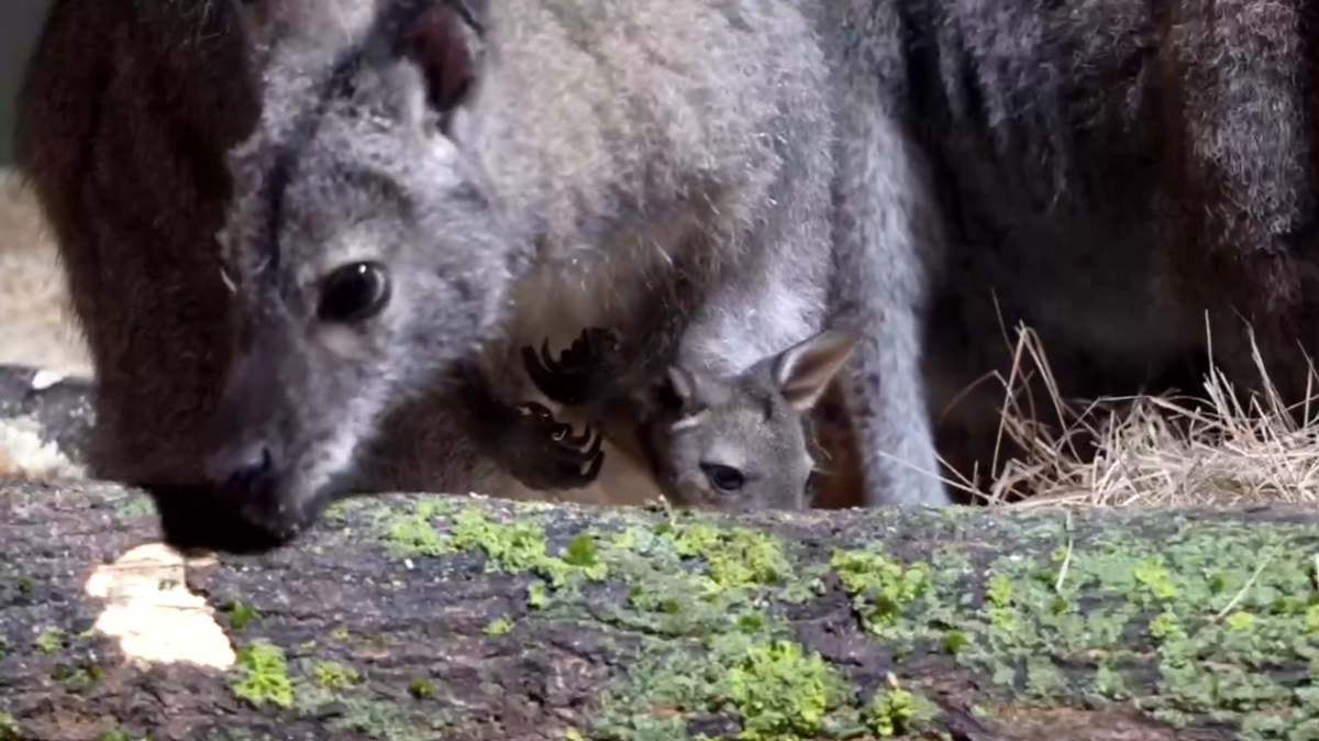    Детеныш небольших кенгуру, валлаби Беннета, появился на свет в Московском зоопарке© Московский зоопарк/Вконтакте