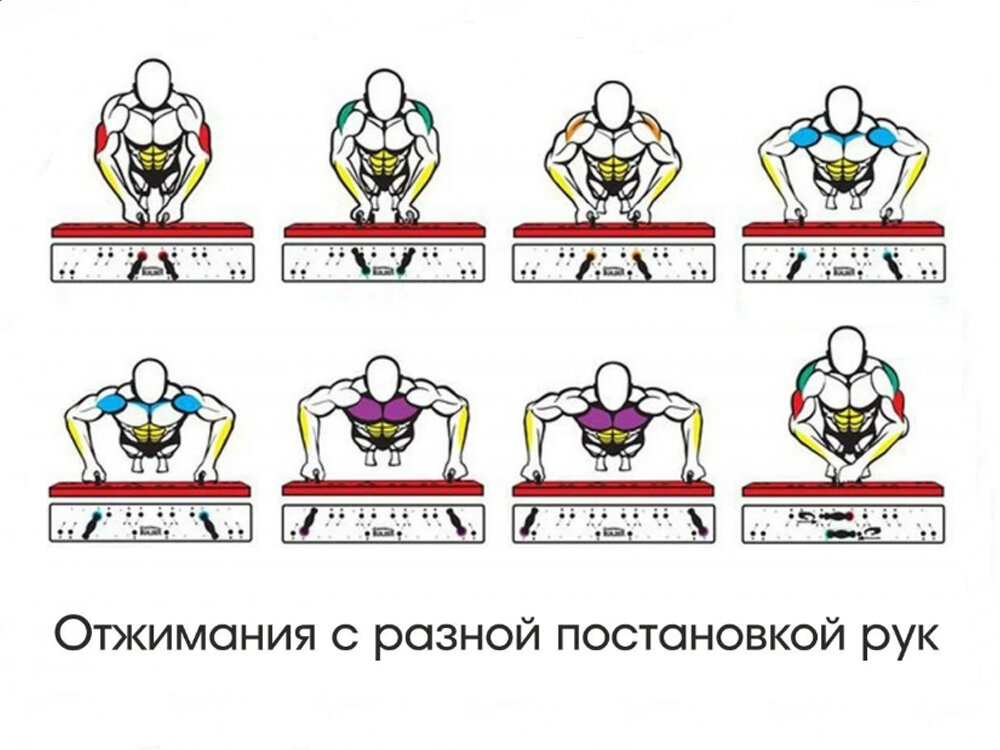 В зависимости от постановки рук меняется целевая группа мышц, но всегда работает брахиалис ( отмечен желтым).