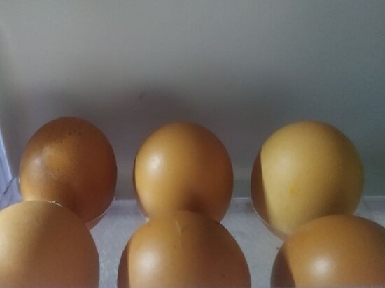     Фото: "МК в Калуге"