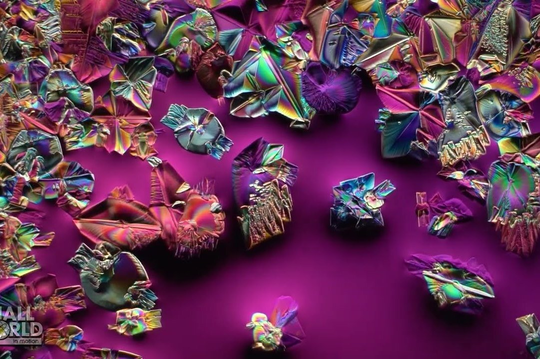     Победители Nikon Small World in Motion: самые необычные видео микроскопического мира