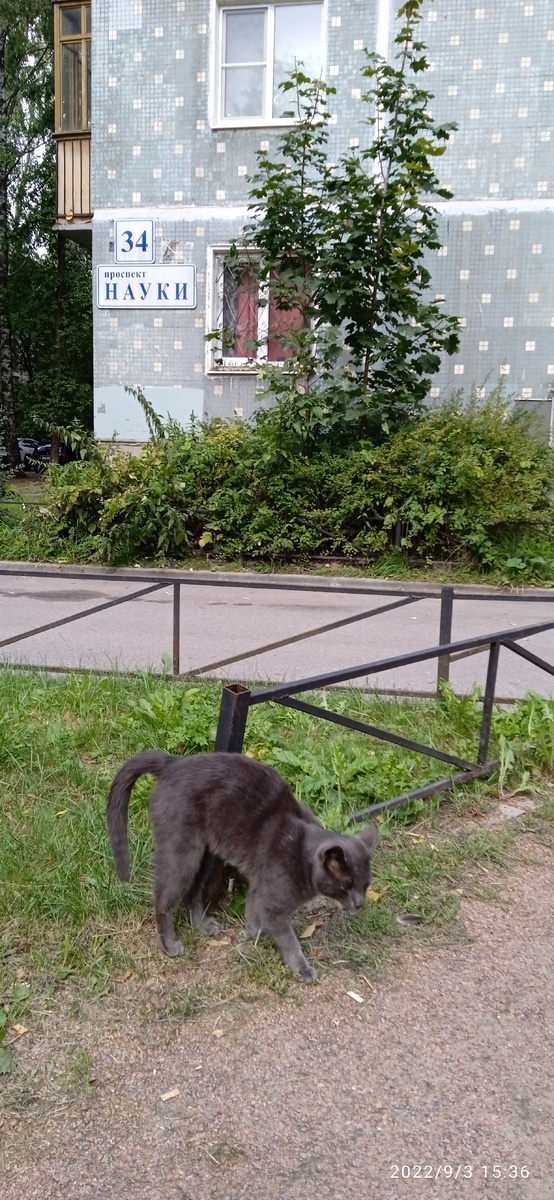 Потерялся кот. Весь серый. Он ручной. Давал себя гладить., трогать, но не давал себя взять. Кто потерял, может найти его по этому адресу. Г. Санкт-Петербург, ул. Карпинского, д. 34.