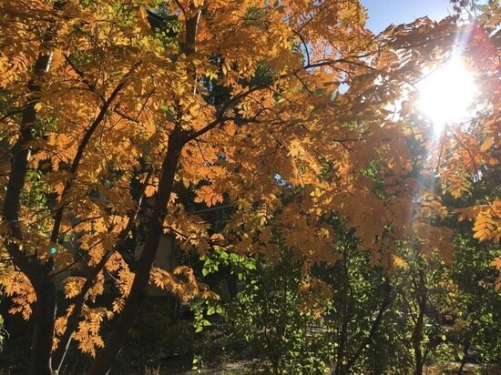     "Бабье лето" в Саратове. Фото: Сергей Климушев