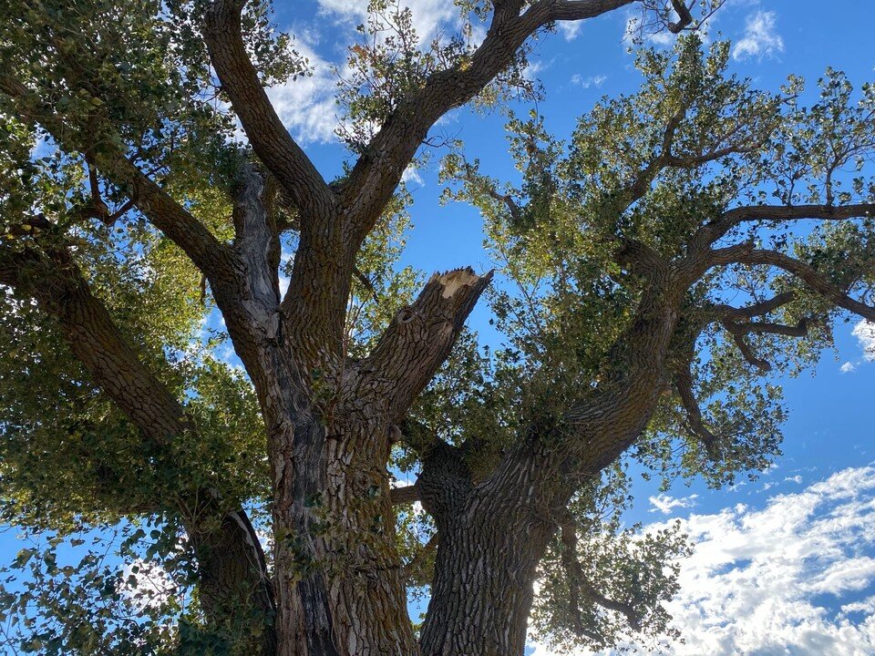     Мощную крону обрезали летом, но придется проредить ее еще, чтобы обезопасить от ветра. Фото: Минприроды РК