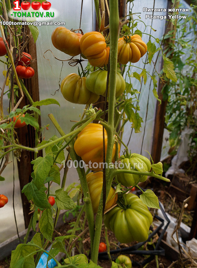 Томат Питанга жёлтая Pitanga Yellow фото 2