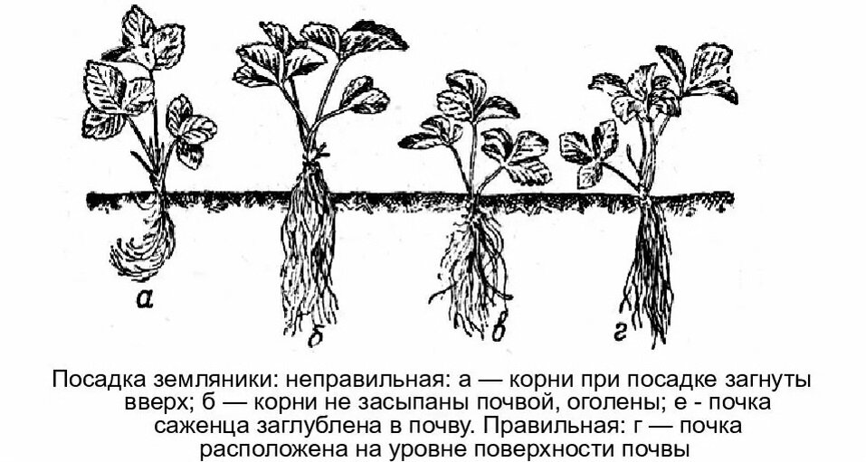 Удобрение при пересадке клубники. Схема посадки земляники садовой. Уход за земляникой схема. Схема посадки клубники на грядке. Схема выращивания земляники.