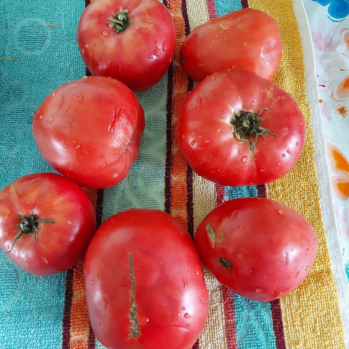 Томаты сорт Баба Шура, средний вес 300- 400 гр. высокорослые, мясистые, вкусные. 