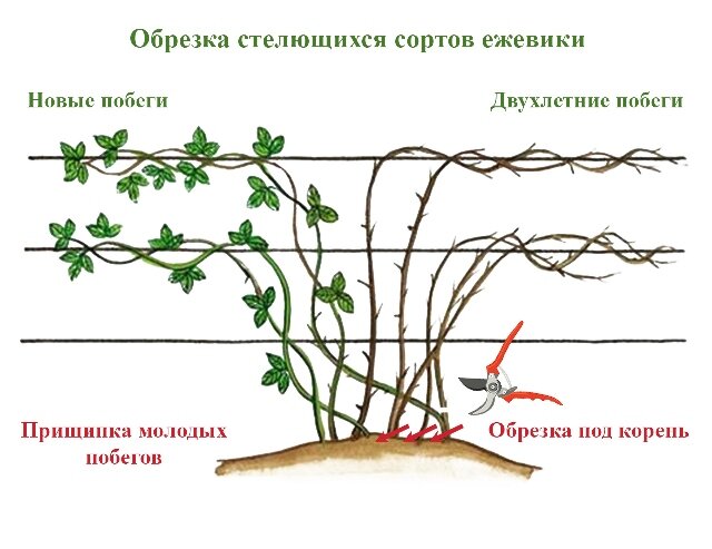 Нужно ли обрезать ежевику