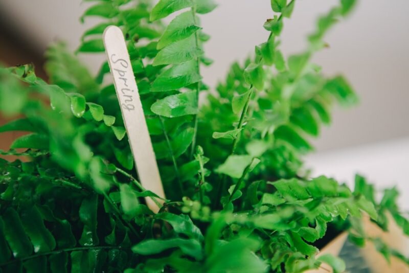 Нефролепис