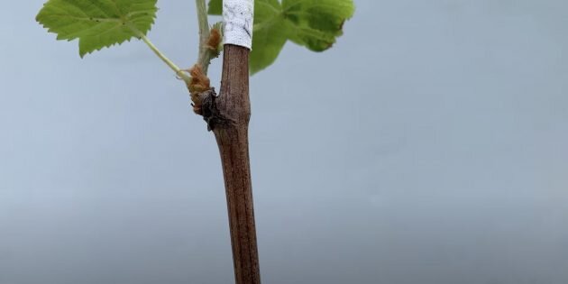Так выглядит ствол здорового саженца. Кадр: Grozdi Grape / YouTube📷
